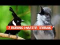 7 BURUNG MASTER TERBAIK