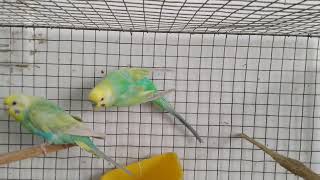 How to pair Budgerigar to have Rainbow Budgies ?