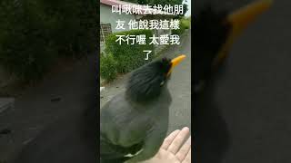 八哥啾咪說我這樣不行喔