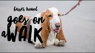 Walking a Stubborn Basset Hound