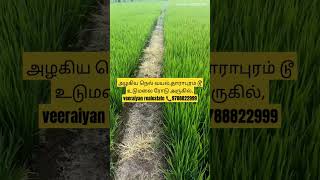 தார்சாலை முகப்பு, அழகிய நெல் வயல், @veeraiyanrealestate6847