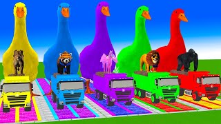 5 Giant Duck Cartoon,Cow,Elephant,Tiger,Lion,Dinosaur,Paint Wild Animals Crossing Fountain Animation