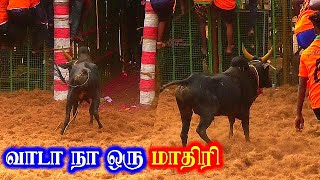 பக்கத்துல வராத வந்தா வேற மாரி வேற மாரி ஆகிடும் Kulamedu Jallikattu 2022 கூலமேடு