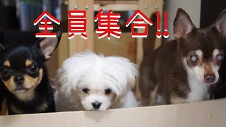 #162 全員集合⁉︎【極小チワワ】【マルチーズ】【老犬チワワ】