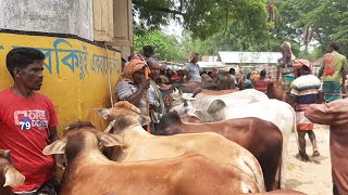 চুয়াডাঙ্গার ডুগডুগি হাট থেকে 130 কেজি থেকে 160 কেজি ওজনের কুরবানীর উপযুক্ত ছোট সাইজের গরু কিনুন।