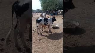 muturu cow available