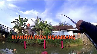 BEGINI JADINYA KALO NEKAT MANCING BELANAK DISAAT IKAN MOGOK MAKAN