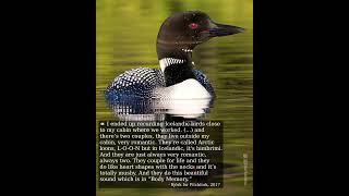 Bird song in Body Memory by Björk (common loon)