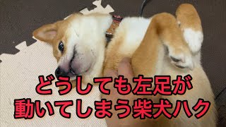 【柴犬】どうしても左足が動いてしまう柴犬ハク‼️ #shorts