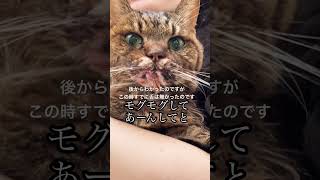 この時、すでに舌は無かったのです#shortvideo #cat #ショート動画 #一周忌 #頑張った#茶ねこさーん#扁平上皮癌 #舌癌