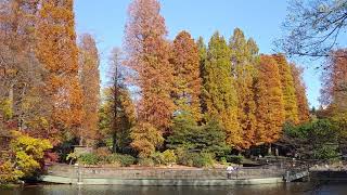 井の頭公園　秋　井の頭池　紅葉　水面　2020年11月21日