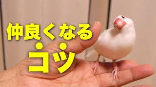 【文鳥と仲良くなるコツ】これをするとよく懐きます！