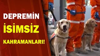 Arama Kurtarma Köpekleri Enkazda Çok Sayıda Kişiyi Tespit Etti! / A Haber | A Haber