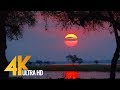 4K Wild Animals - Africa, Mana Pools National Park with Nature Sounds - 4 HRS