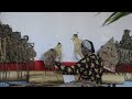 🔴 pagelaran wayang kulit 🇸🇷suriname dalang pak sapto