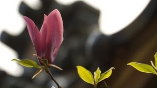 モクレンの花 関西花の寺第五番札所 高照寺