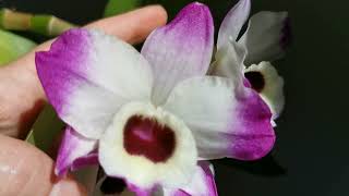 兰花312.香味迷人的金钗石斛Dendrobium To My Kids Fantastic Story03/09/2022