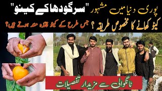 Sargodha's world Famous Citrus || Benefits of oranges || Sargodha || Bhalwal || Tangowali