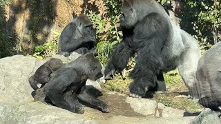 gorilla ハオコが突進！みんなビビる!!Haoko rushes in. Everyone's scared.【February 8, 2024】【Ueno Zoo】ゴリラ💓