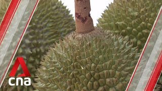 Wet weather has affected supply and quality of durians, say sellers