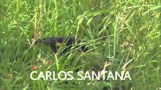 carduelis atrata,black siskin,cantando,alimentandose.