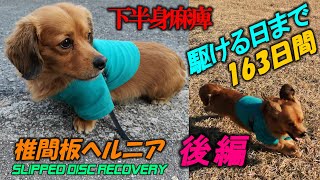 犬の椎間板ヘルニア 下半身麻痺～回復！駆ける日まで163日間 [後編] 自然治癒力の本能信じてリハビリ｜Dog Slipped Disk Recovery 163 Days Part2