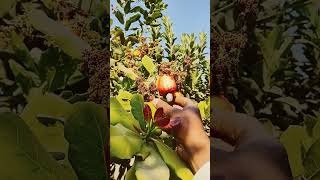 Kaju Plant cashew nut plant  and fruit