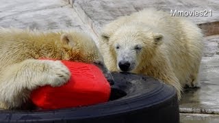 もう返してよ！　取り合うおもちゃ〜Polar Bear twin cubs