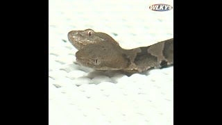 Rare two-headed copperhead born in Kentucky