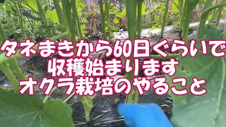 オクラ栽培の収穫そろそろです。花も楽しみながら追肥と収穫と摘葉作業のやりかた