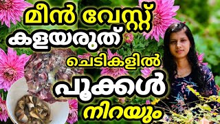 മീൻ വേസ്റ്റ് കളയല്ലേ ചെടികൾ പൂക്കളാൽ നിറയും/How to make Liquid Fish Fertilizer to boost All Plants