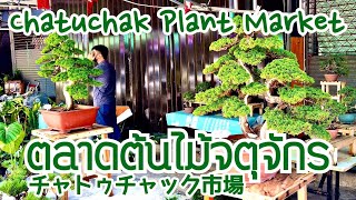 【4K】ตลาดต้นไม้จตุจักร แคคตัส 28 กรกฏาคม 2565 Chatuchak Plant Market チャトゥチャック市場 バンコク タイ 짜뚜짝꽃시장 방콕 태국