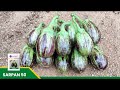 farmersuccess sarpan brinjal 50 💰💰highest valuable brinjal variety in the market 📞📞 8884448098