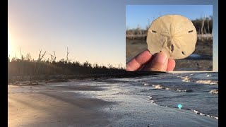 The Shell Nuts - Episode 3 - Marco Island Shelling Tour by Boat