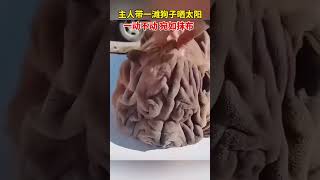 主人带一滩狗子晒太阳 一动不动，网友玩笑：一脸抹布相