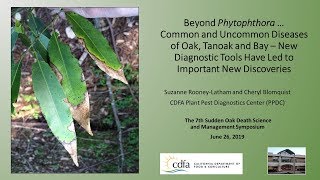 Common and Uncommon Diseases of Oak, Tanoak, Redwood and Bay