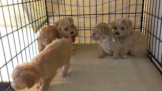 【茨城県のブリーダー　ペットショップスズキ　ミックス犬　子犬販売】