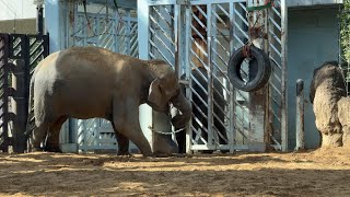 朝からママと遊んで楽しいアルンくん【‎2024年‎3月2日】【上野動物園】アジアゾウ