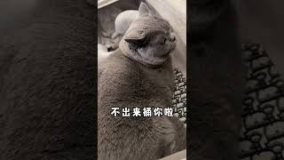 养猫人是不是都是这样收拾行李箱？