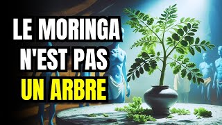 LE MORINGA : UNE ARME SPIRITUELLE INTERDITE ? Quelque chose que PERSONNE NE VOUS DIT JAMAIS