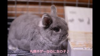 ネザーランドドワーフのしぐさ　牧草を食べるの？食べないの？