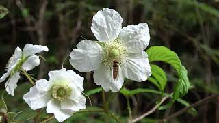 リュウキュウバライチゴ（バラ科）Rubus okinawensis　2024年1月　沖縄本島