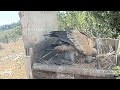 অসহায় এক শকুন ছানার জীবন কাহিনী bird story 67 the life story of vulture bird vulture documentary