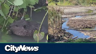 Drought threatening Jericho Beach Park beavers