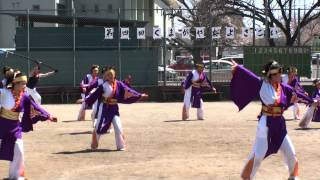 吉見ふれあい鳴子さん(Ⅱ）＠2012　くまがや桜よさこい