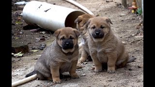 Huanong Brothers: The weather is good. We bring the puppies down here. Chubby chubby! Cute!