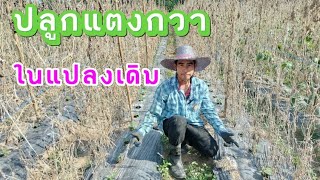 แตงกวาอายุ10วันกับการปลูกในแปลงเดิม | เกษตรสร้างรายได้ | แตงกวา | เกษตรกล้วยๆ