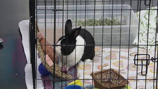 Gifted a bunny this Easter? Here are essential tips for first-time rabbit owners
