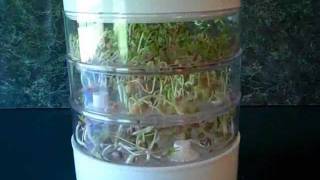 Bean Sprouter ~Easy + Delicious! Sprouts in Just 4 Days!