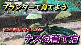 【ナス】プランターでたくさん収穫できる！ナスの育て方【家庭菜園】